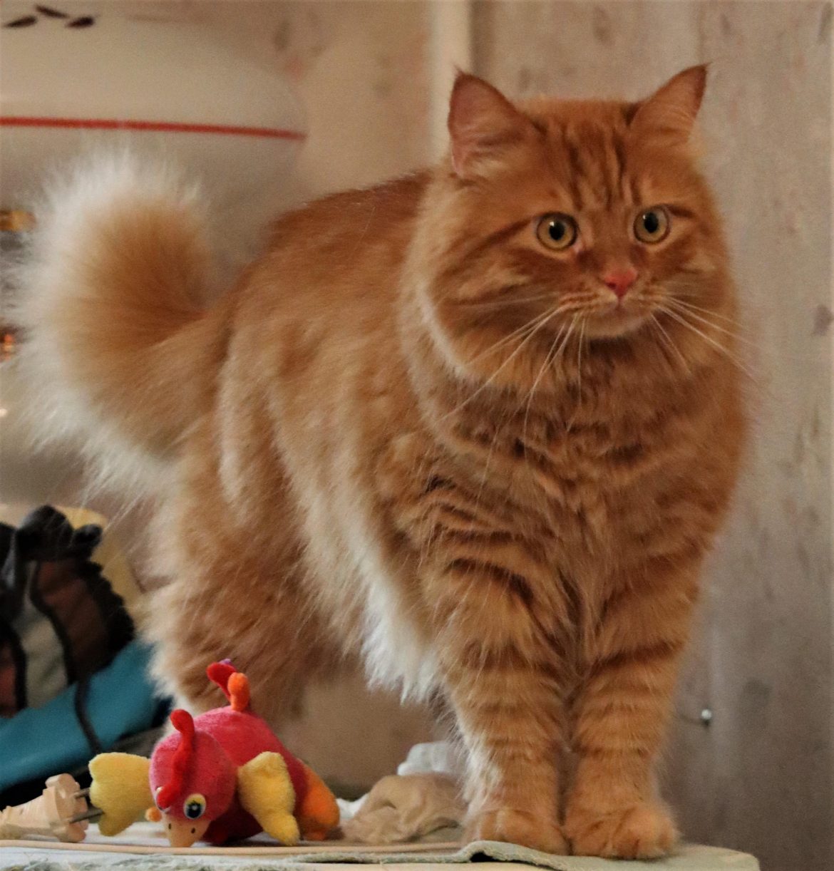 How to Determine Grooming Frequency for Different Dog Breeds