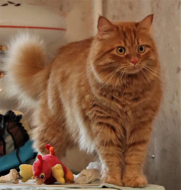 How to Determine Grooming Frequency for Different Dog Breeds