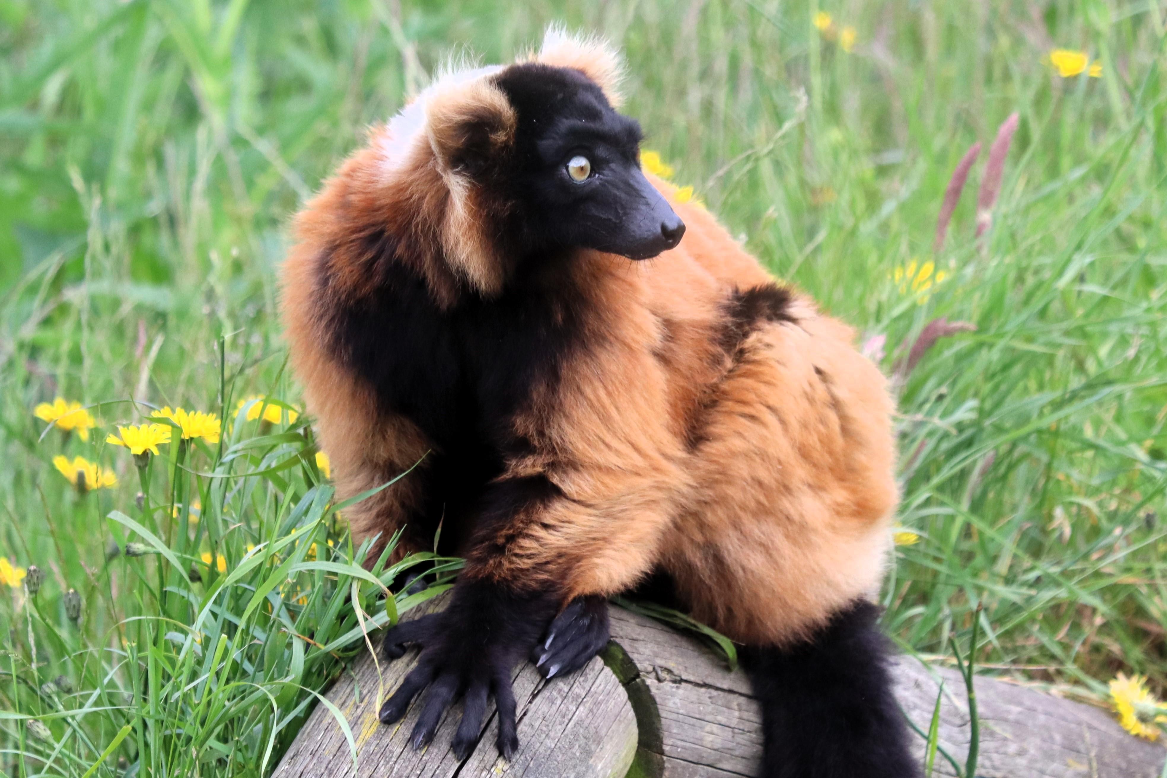 Understanding Grooming Needs: Do Some Breeds Require More Care? 7 Tailoring Grooming Routines: Breeds That Demand Extra Attention