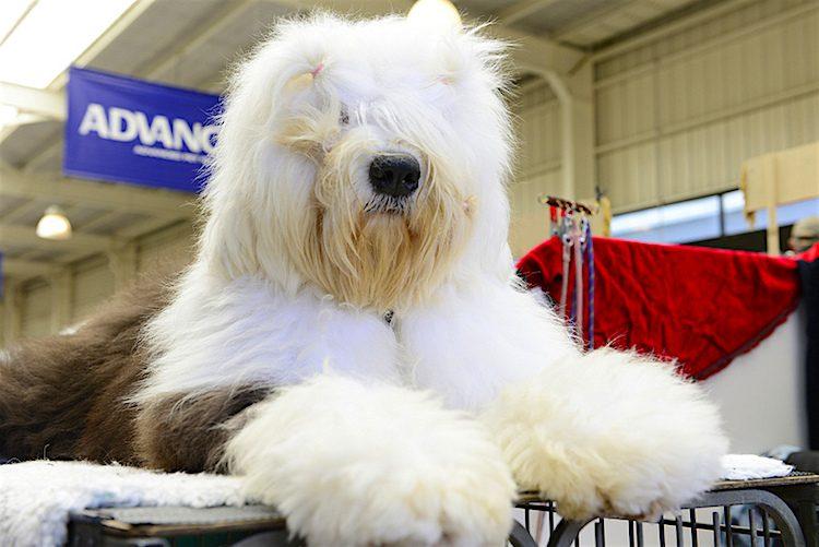 Mastering the Art of Grooming for Long-Haired Breeds