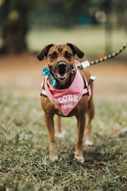 Building Trust and Connection with ​Your Rescue ⁢Companion