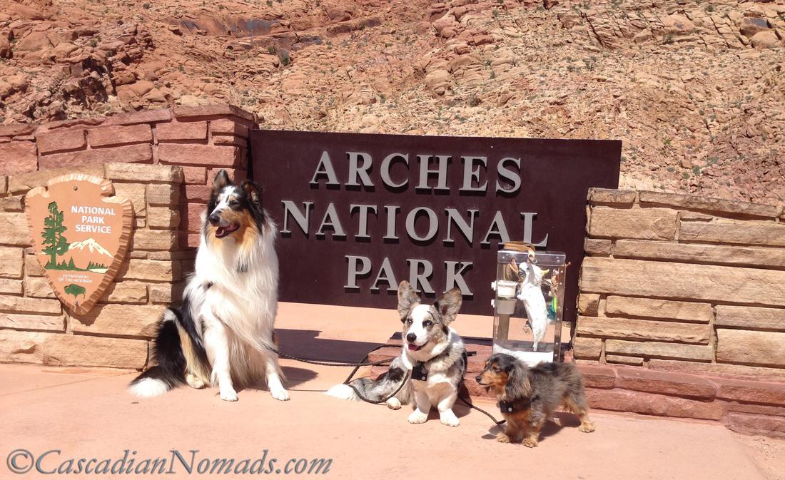 Preparing Your Pet for a National Park Visit: Tips for a Stress-Free Experience