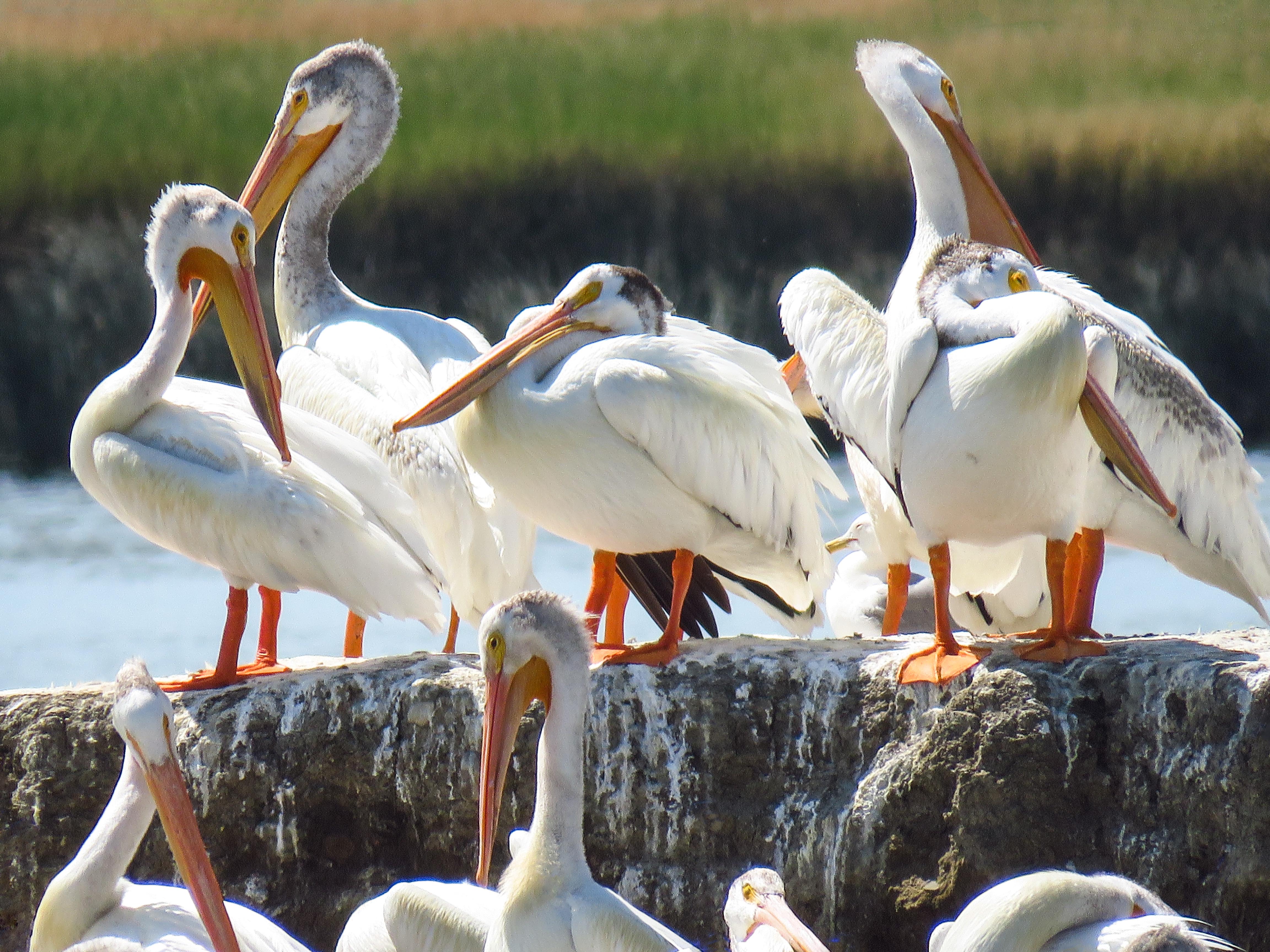 Exploring Pet Restrictions in National Parks: A Friendly Guide 7 Preparing for Your Adventure: Essential Gear and Tips for Pet Owners