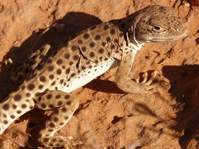 Guidelines for Responsible Pet Ownership in National Parks