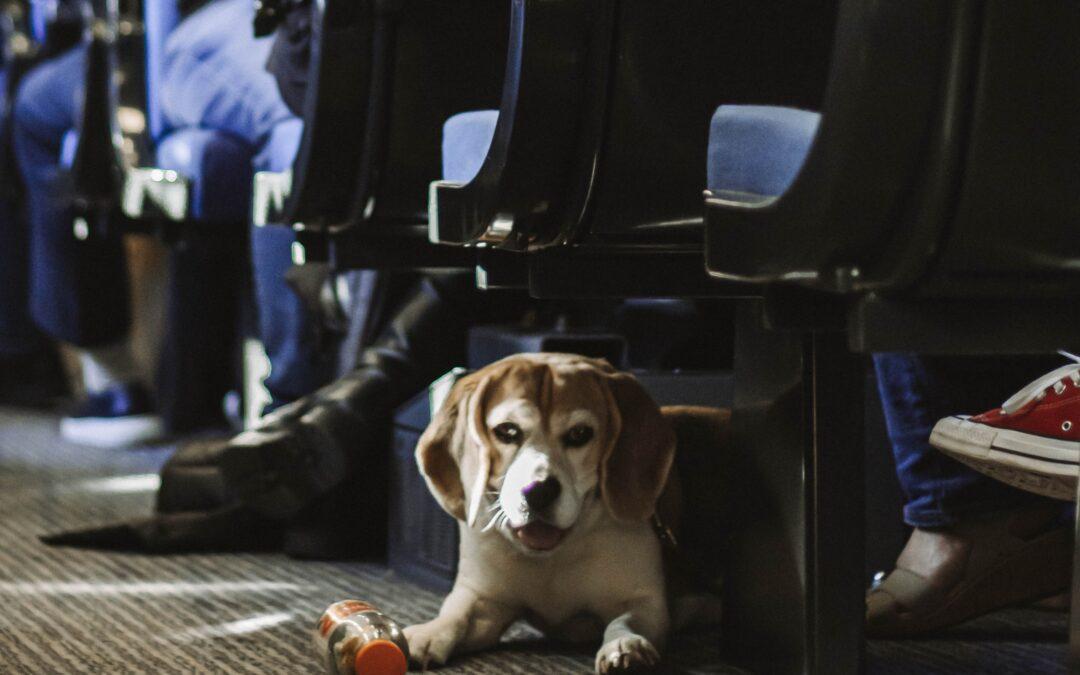 Crafting Inclusive Pet Policies for Diverse Park Environments
