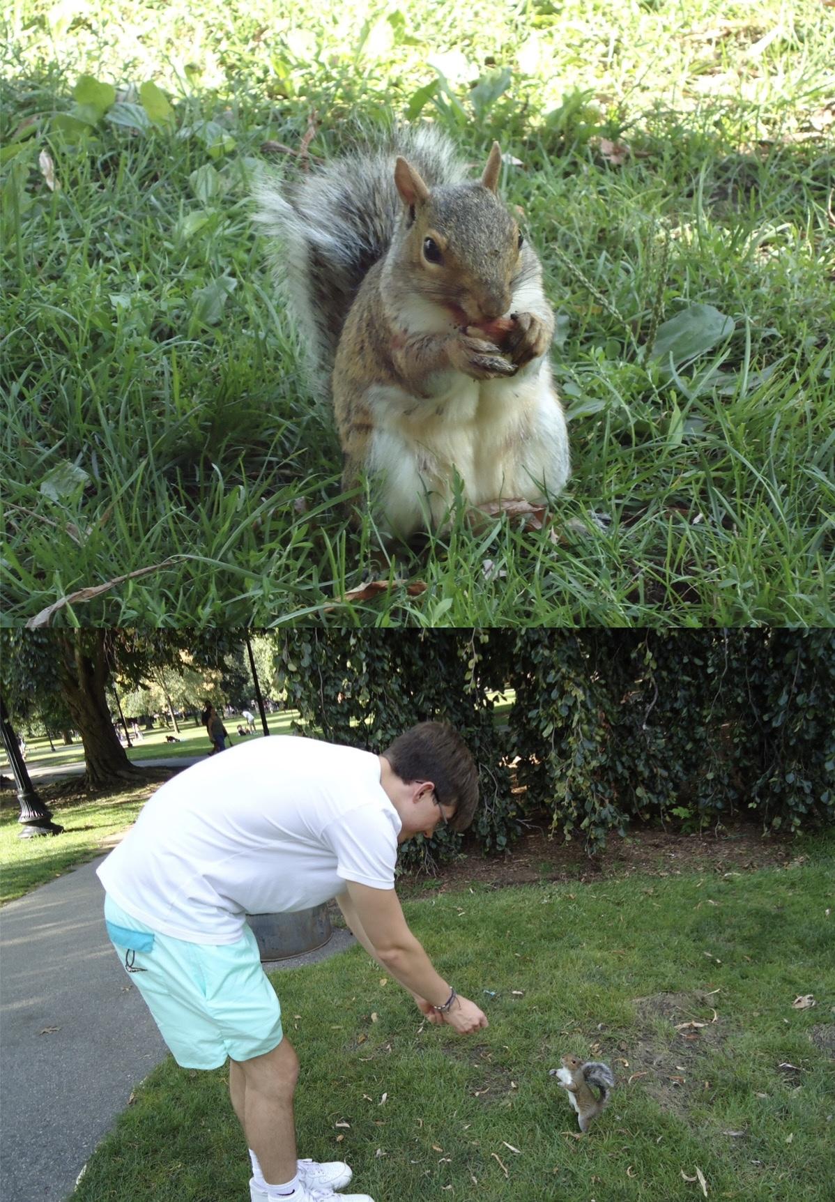 Exploring the Debate: Pets in National Parks - A Balanced View 6 Understanding the Concerns: Wildlife, Ecosystems, and Pets