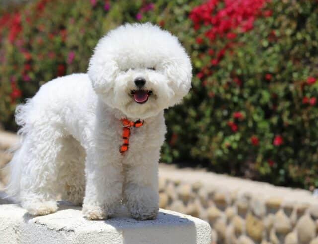 Identifying Breeds with High Grooming Demands