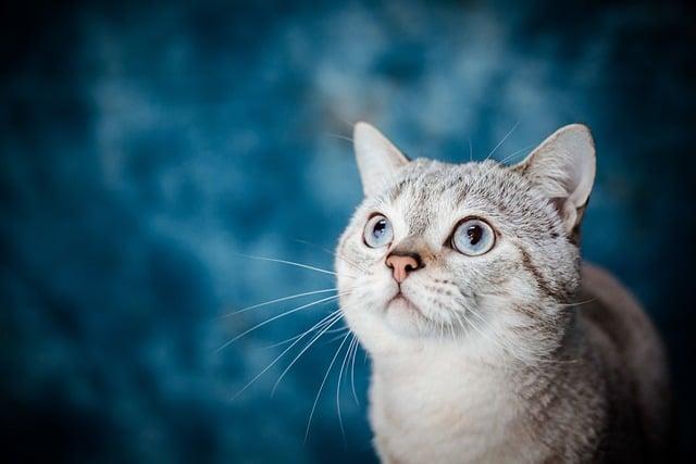 Top Supplements for Healthy Pet Skin