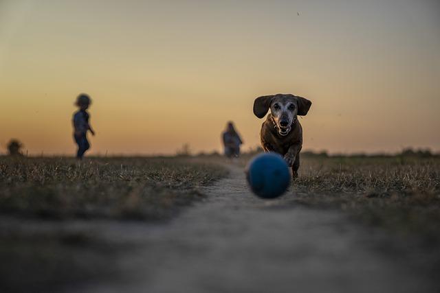 Understanding⁣ Park Policies for Your Furry Friend