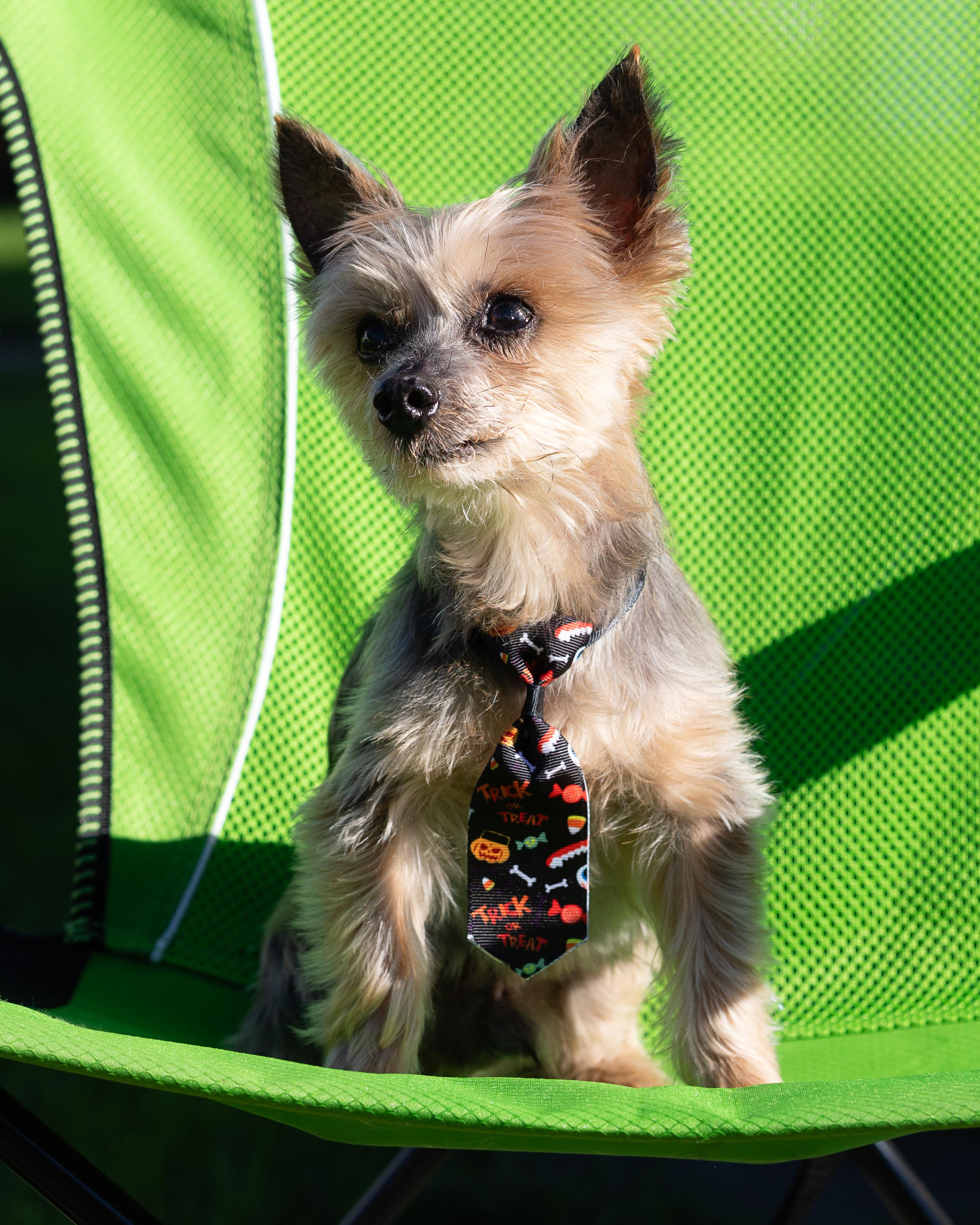 Tailoring Grooming Routines to Activity Levels