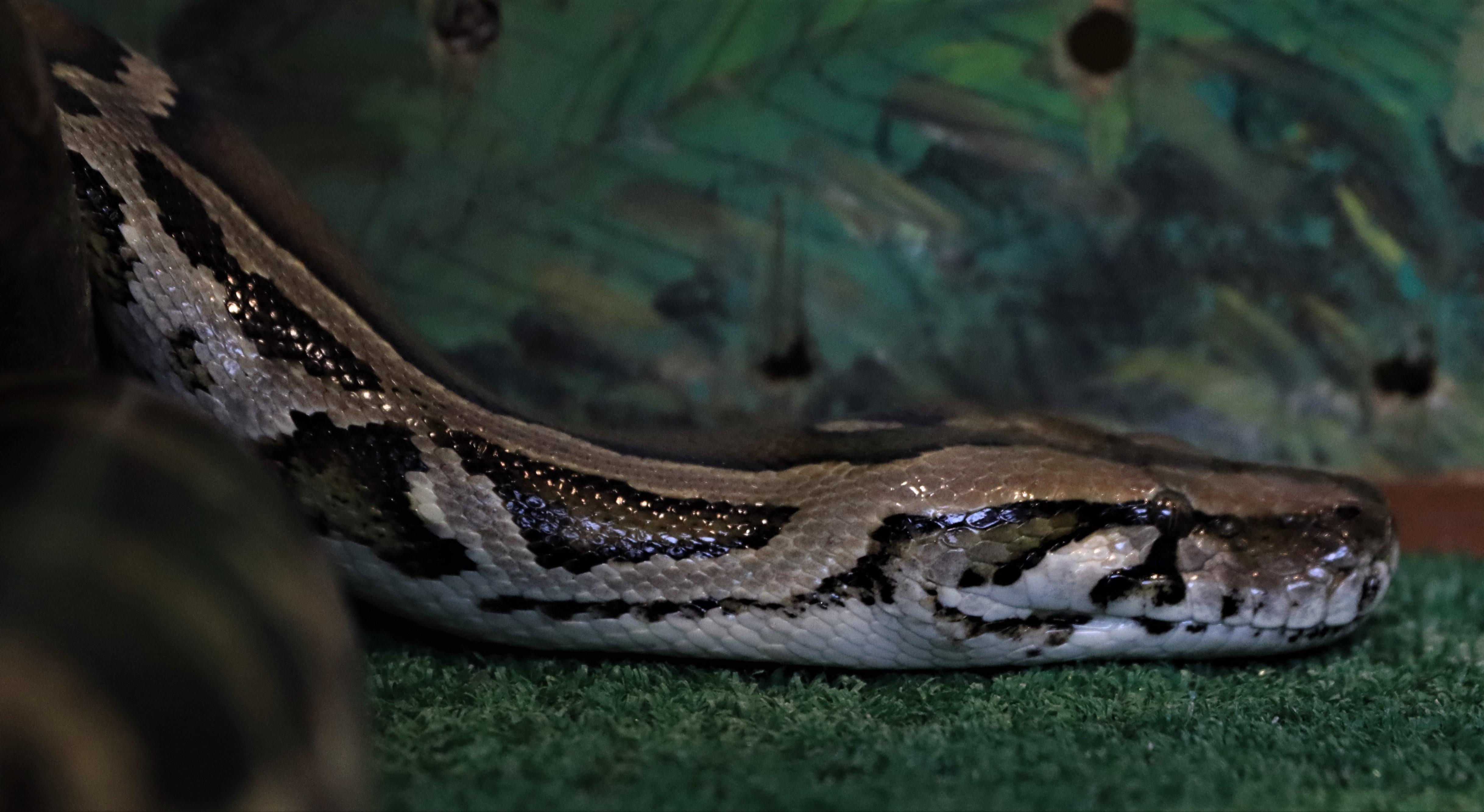 Understanding the Impact on Wildlife and Ecosystems