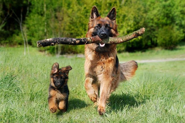 Managing Shedding⁣ and Seasonal Grooming Needs