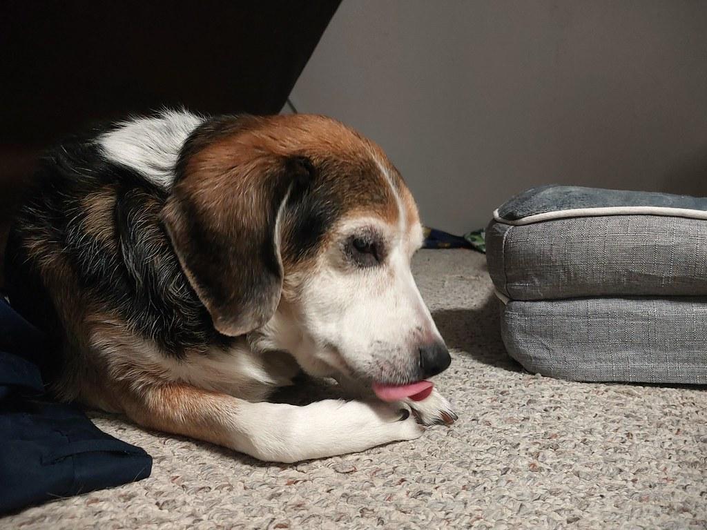 Tips for Stress-Free Grooming Sessions and Building a Bond with Your Dog