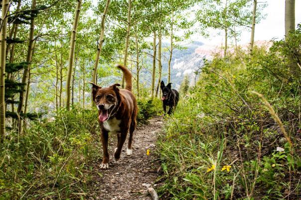 Guidelines for Responsible Pet Visits in Natural Reserves