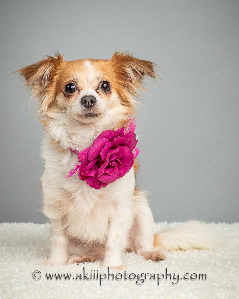 Recognizing the Unique Challenges and Joys of Rescue Pets